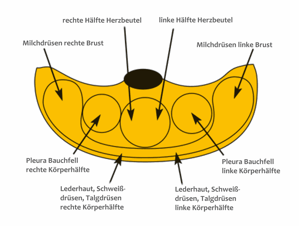 Kleinhirn